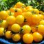 Cách trồng và chăm sóc cà chua cherry vàng