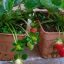 Hướng dẫn chi tiết cách trồng và chăm sóc dâu tây trong nhà