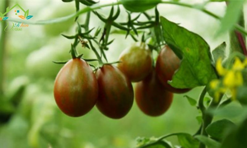 3 bước trồng Cà chua bi socola tại nhà cực dễ.