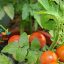 Video Hướng dẫn trồng và chăm sóc Cà chua bi