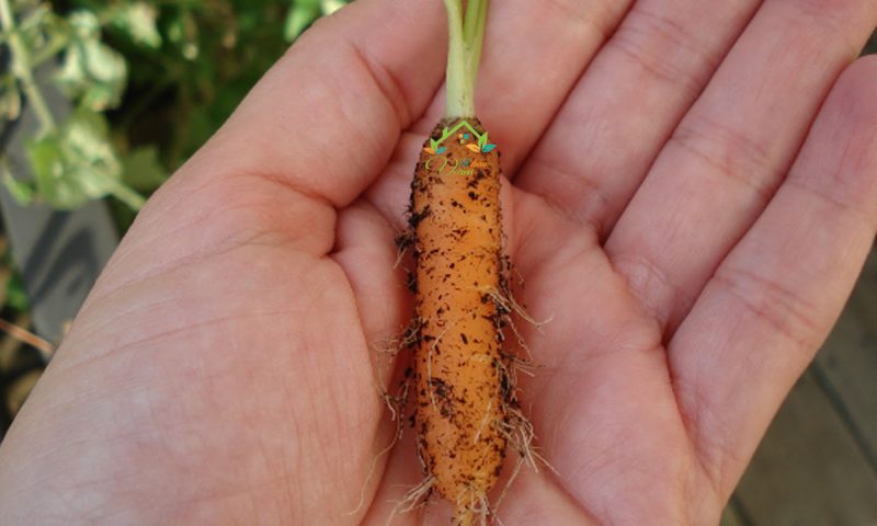 Mách nhỏ chị em cách trồng và chăm sóc cà rốt tí hon